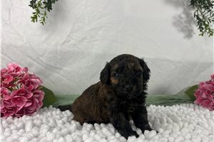 Cici - Havapoo for sale