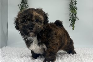 Tessa - Havapoo for sale