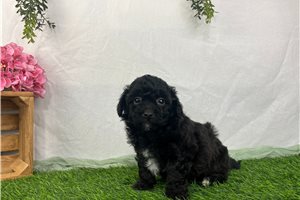 Bubbles - Havapoo for sale