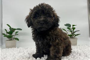 Cocoa - Havapoo for sale