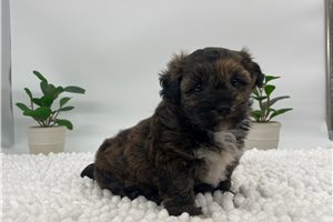 Tessa - Havapoo for sale