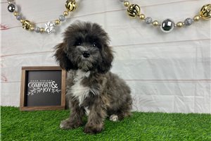 Alexandria - puppy for sale