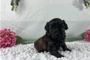 Cocoa - Havapoo for sale