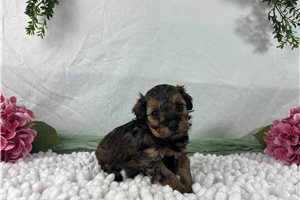 Churro - puppy for sale