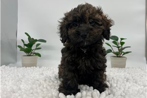 Cici - Havapoo for sale