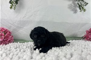 Bubbles - puppy for sale