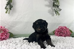 Charlie - puppy for sale