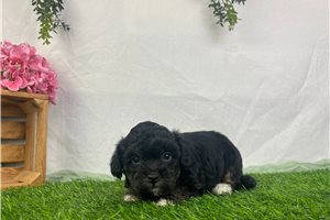 Blossom - Havapoo for sale