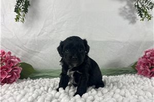 Blair - Havapoo for sale