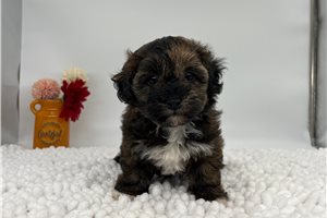 Tessa - Havapoo for sale