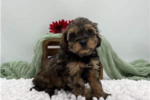 Churro - Havapoo for sale