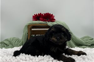 Charlie - Havapoo for sale