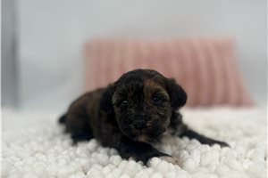 Tessa - Havapoo for sale