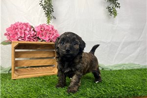 Cocoa - Havapoo for sale