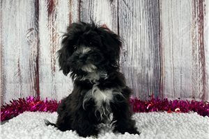Artemis - puppy for sale