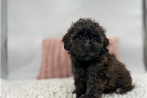 Cocoa - Havapoo for sale