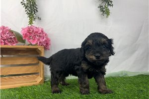 Charlie - Havapoo for sale