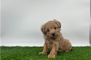 Evah - puppy for sale