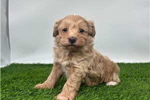 Evan - puppy for sale