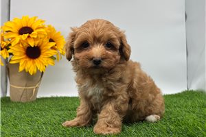 Emma - Malti Poo - Maltipoo for sale