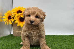 Evah - Malti Poo - Maltipoo for sale