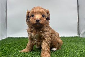 Emma - Malti Poo - Maltipoo for sale