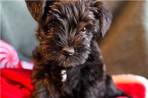 Lydia - Schnauzer, Miniature for sale
