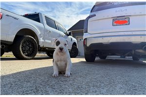 Arlo - American Bully for sale