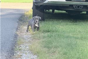 Corrine - American Bully for sale