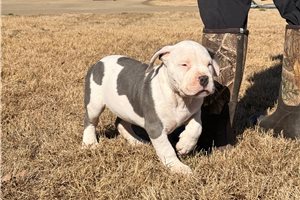 Atticus - American Bully for sale