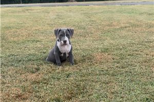 Clara - American Bully for sale