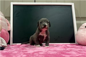 Corrine - American Bully for sale