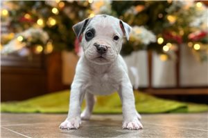 Alex - American Bully for sale