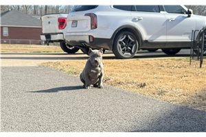 Breslin - American Bully for sale