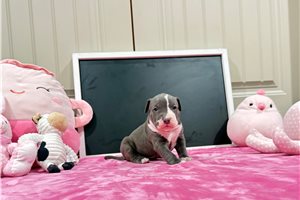Clara - American Bully for sale