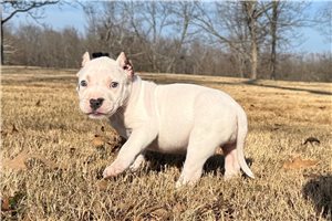 Amiyah - American Bully for sale