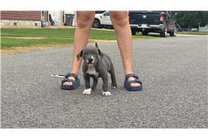 Corrine - American Bully for sale