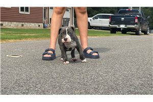 Clara - American Bully for sale