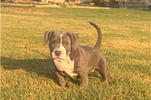 Clara - American Bully for sale