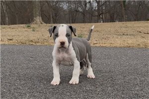 Andrew - American Bully for sale