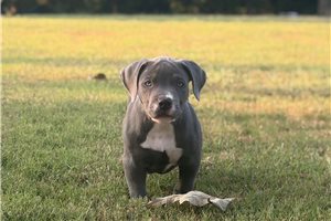 Corrine - American Bully for sale
