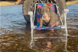 Clara - American Bully for sale