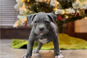 Bodie - American Bully for sale