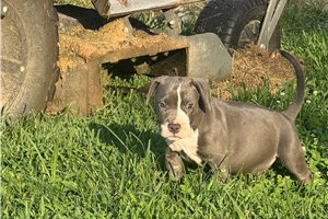 Clara - American Bully for sale