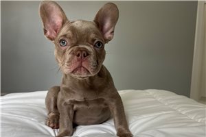 Baron - French Bulldog for sale