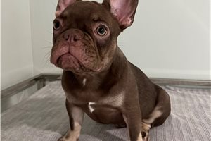 Chuck - French Bulldog for sale