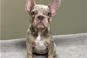 Delilah - French Bulldog for sale