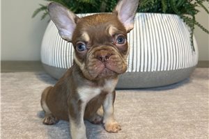 Bastian - puppy for sale