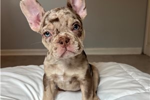 Blaine - French Bulldog for sale