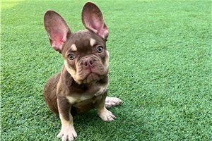 Bastian - French Bulldog for sale